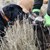 Brunsttid for mårhunde, foto 05.JPG
