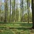 Natur_bøgeskov-forår.jpg