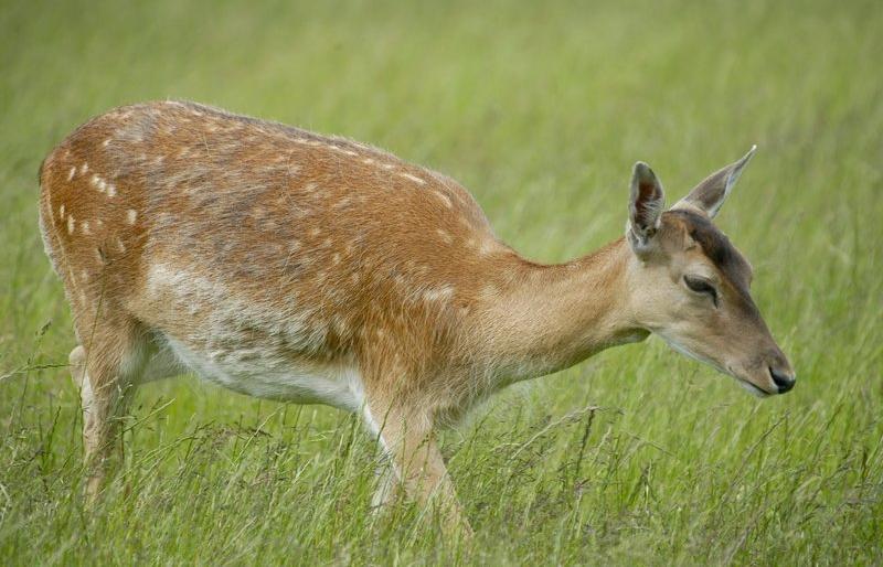 temaaften om dåvildt og kronvildt.jpg