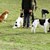 hund-red.jpg
