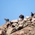 New Zealand - Tharmagedon - webnyhed - 02.jpg