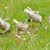 DSC_7178.JPG