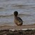 DSC_4370.jpg
