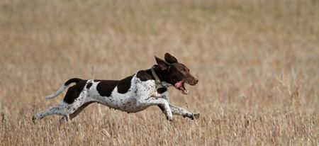 Hund på jagt skudt med luftpistol - jæger fik Danmarks Jægerforbund