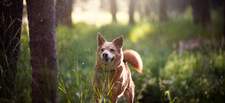 Ødelæggelse 鍔 Aktuator Hunde i naturen - Danmarks Jægerforbund