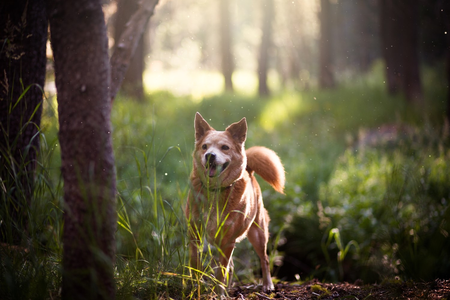 Perforering vi Privilegium Hunde i naturen - Danmarks Jægerforbund