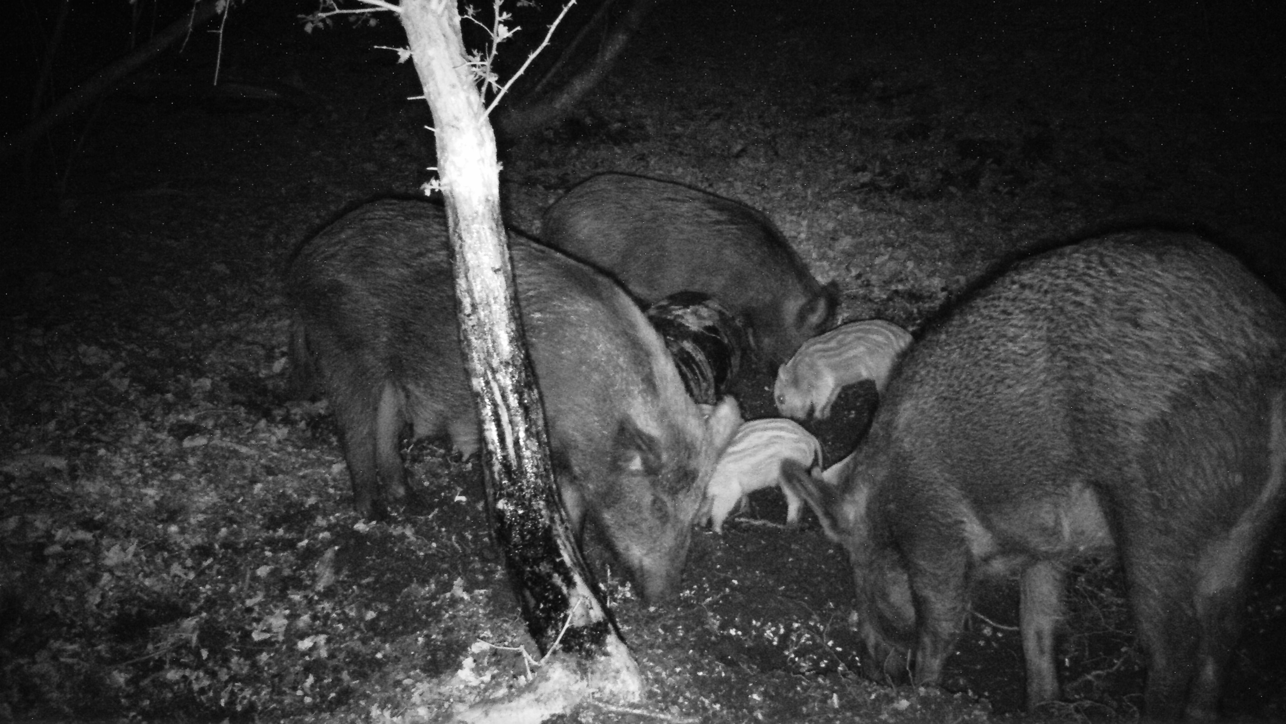 Gennem de seneste år er der kommet en ynglende bestand af vildsvin i Sønderjylland. Rotten her er fotograferet med et vildtkamera. Foto: Naturstyrelsen