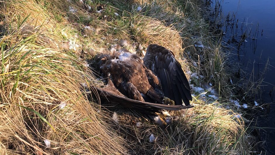 Jægere fandt havørnen cirka to kilometer fra reden på Saxfjed Inddæmning. DTU konstaterede, at den havde to hagl i sig, og angiveligt er død pga skud.