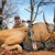 eland antilope.jpg