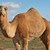 australsk kamel.jpg (1)