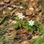 Anemoner (tiv).JPG