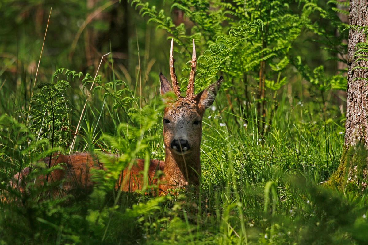 Råbuk (4)-1200px.jpg