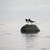 Strandskader (tiv)-800px.jpg