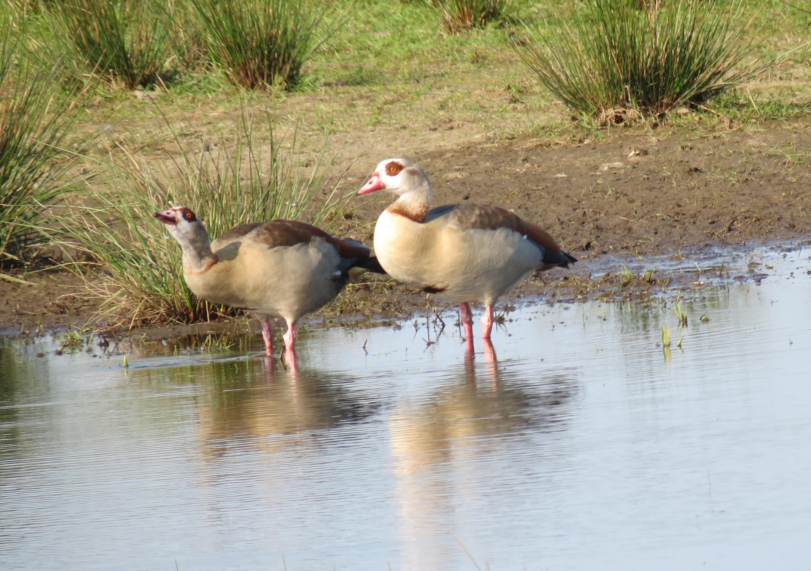 Nilgæs_thomas iversen.jpg