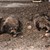 2 par mårhunde_Thorsten Dahl Pedersen.JPG