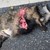 død mårhund.jpg