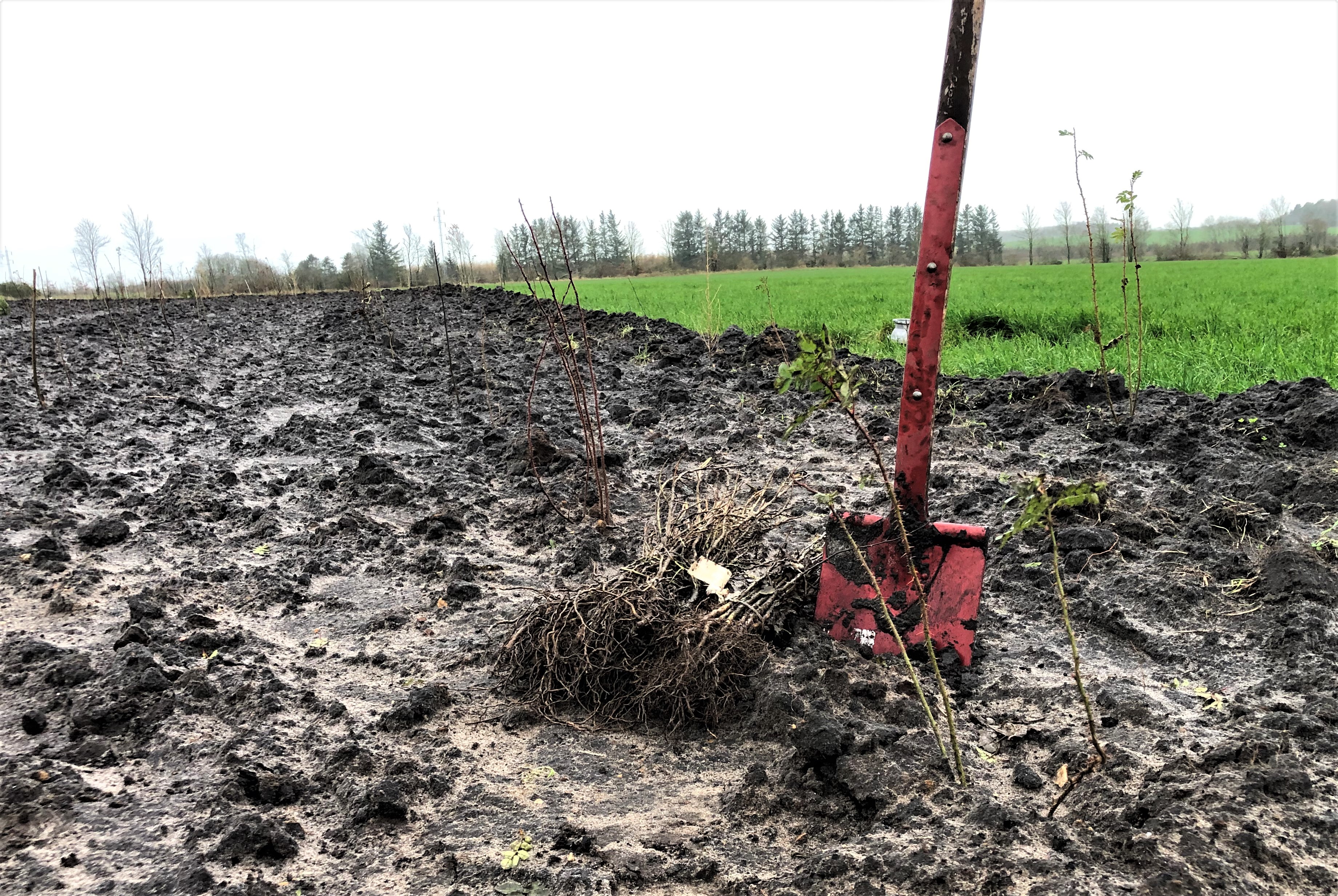 plant for vildtet_rasmus.jpg