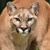 puma.jpg