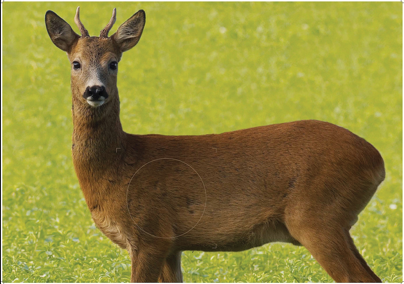 Bukkeskive til riffelprøve.jpg