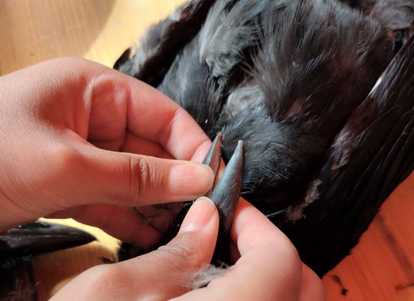 råger og ulveunger_9,1.jpg