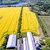 Optælling af insekter i blomsterstriber_KLJ_OK.jpg
