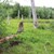 Vild og våd skov i Gribskov-800px.jpg