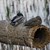 CLC_3479_ducktube.jpg