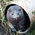 1022_Carsten Holm - mink.jpg