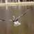 GPS tagged flying Wigeon.JPG
