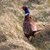 CLC_6422fasan.jpg