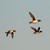 CLC_5990hvinand.jpg