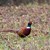 CLC_3557fasan.jpg