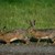 + Hare, han og hun, foto Jan Skriver.jpg