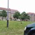 Hare nær centrum af Aarhus, foto Sussie Pagh.jpg