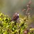 CLC_6819tornsanger.jpg
