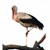 stork_alainfosse_red.jpg