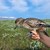 Jacob Sterup Wigeon Iceland_eksklusiv.jpg
