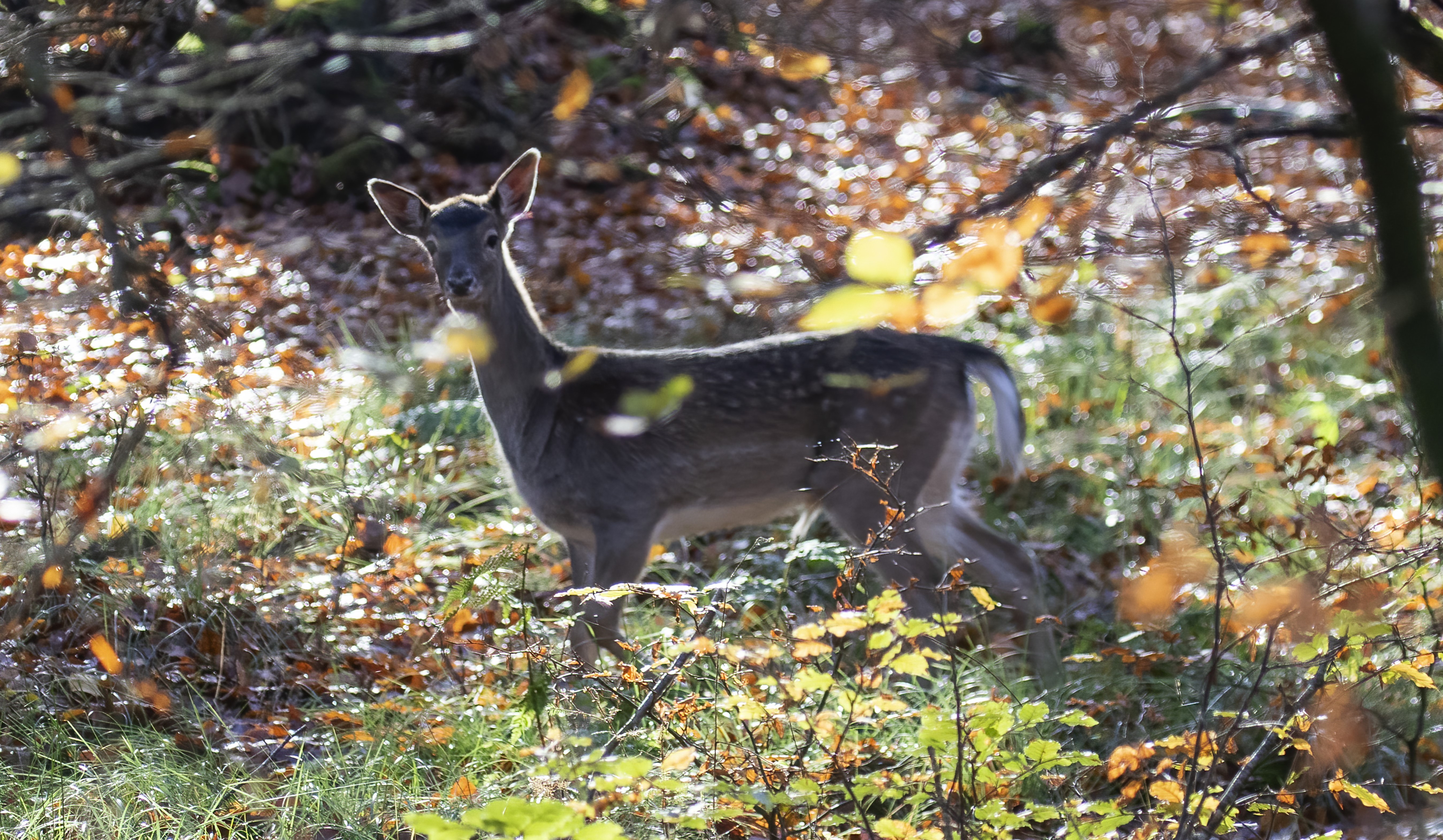CLC_0200dådyr.jpg
