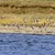 Forstyrrelse af strandskader_J Frikke_D300s-202-225-III.jpg