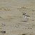Hvidbr præstekrave_Pulli_Fanø_19062021_J Frikke_D810-145-573-II.JPG