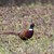 CLC_3557fasan.jpg (2)