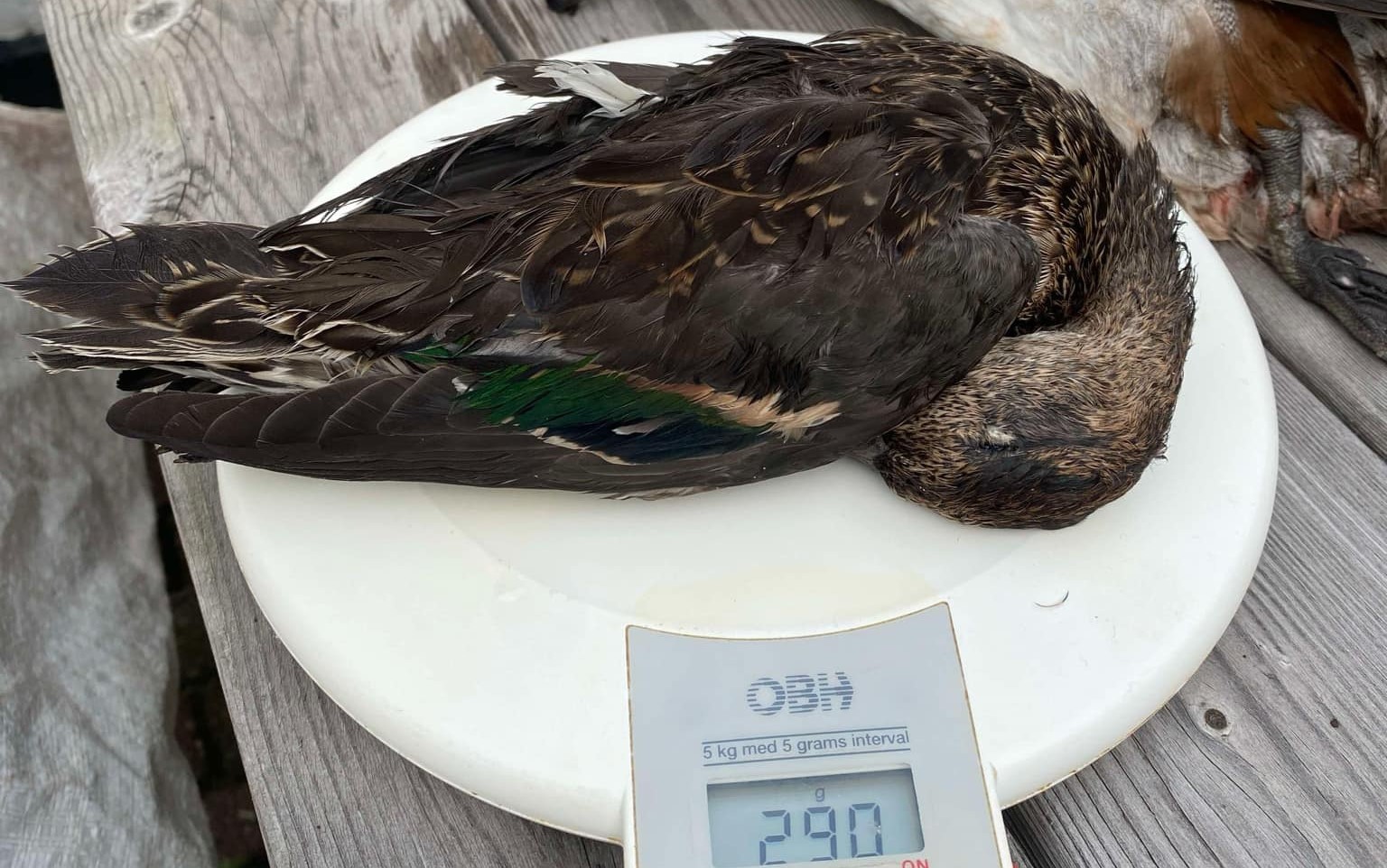 vægt fugle.JPG