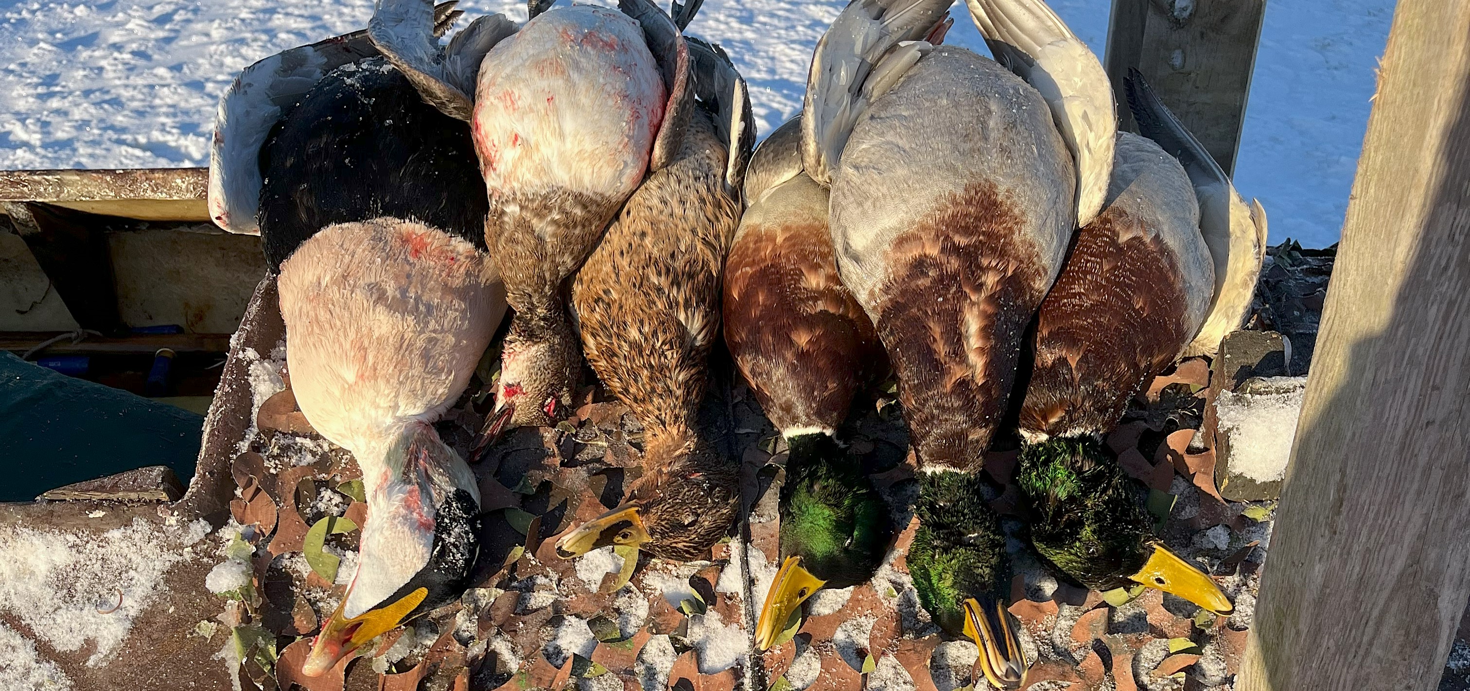 240107 zja paradebillede strandjagt.jpg