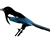 Husskade.png (1)
