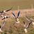 CLC_1068Gragas_Claus Lind Christensen (1).jpg