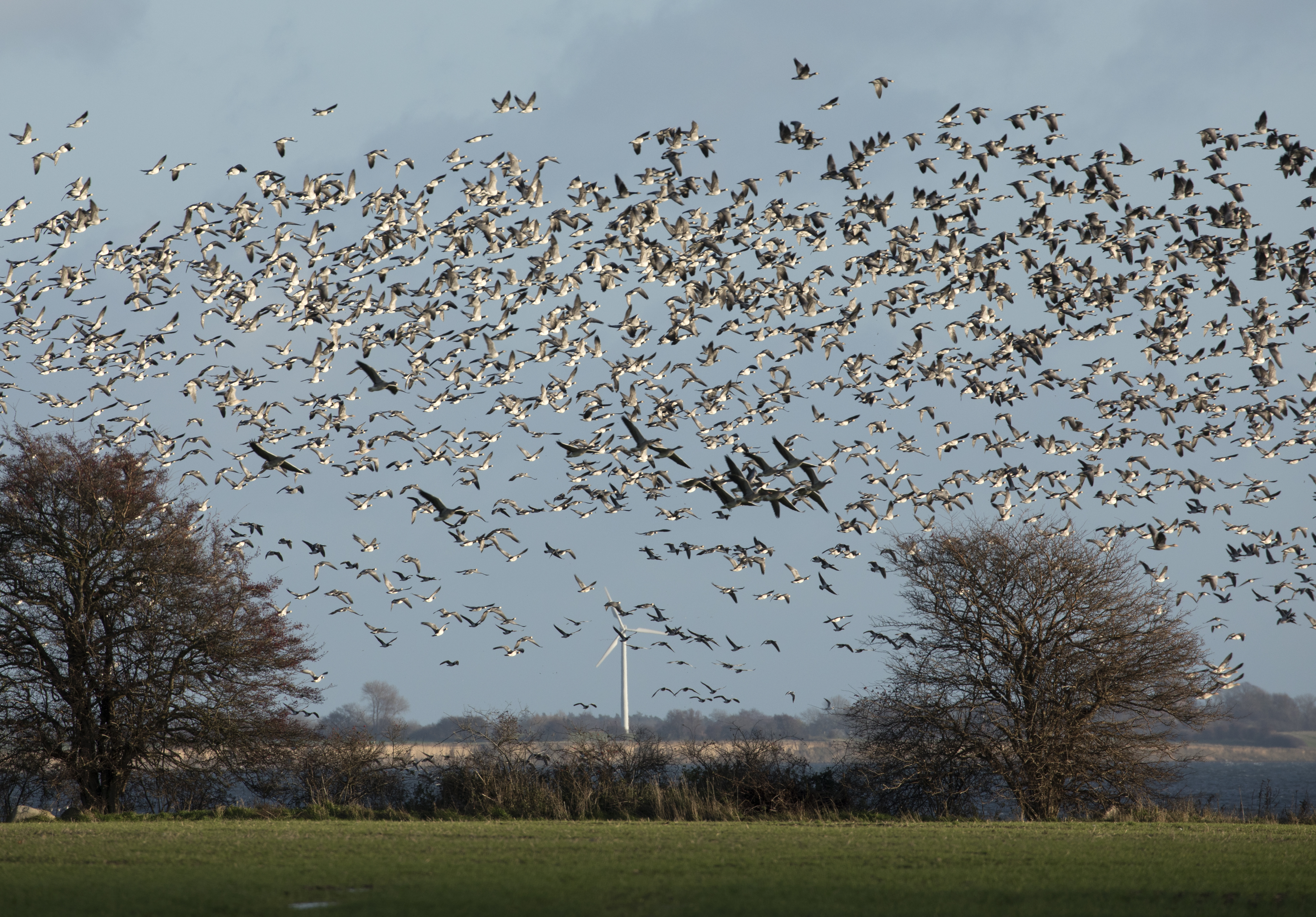 Adaptiv gåseforvaltning med pisk og gulerod - 01.jpg