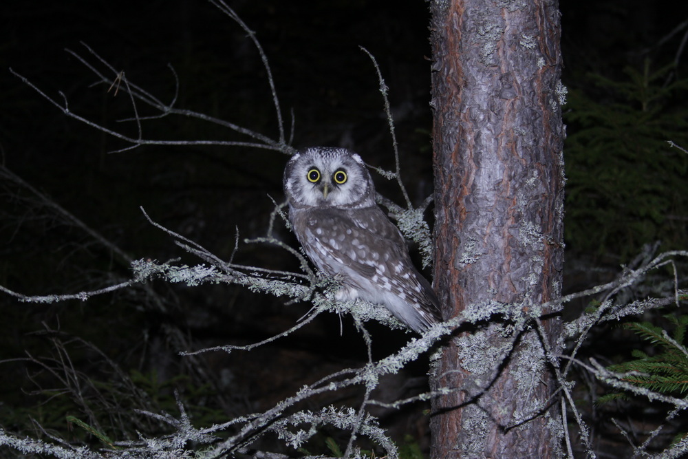 perleugle  fra Norge R. må bruges Morten Nysveen. 015.JPG