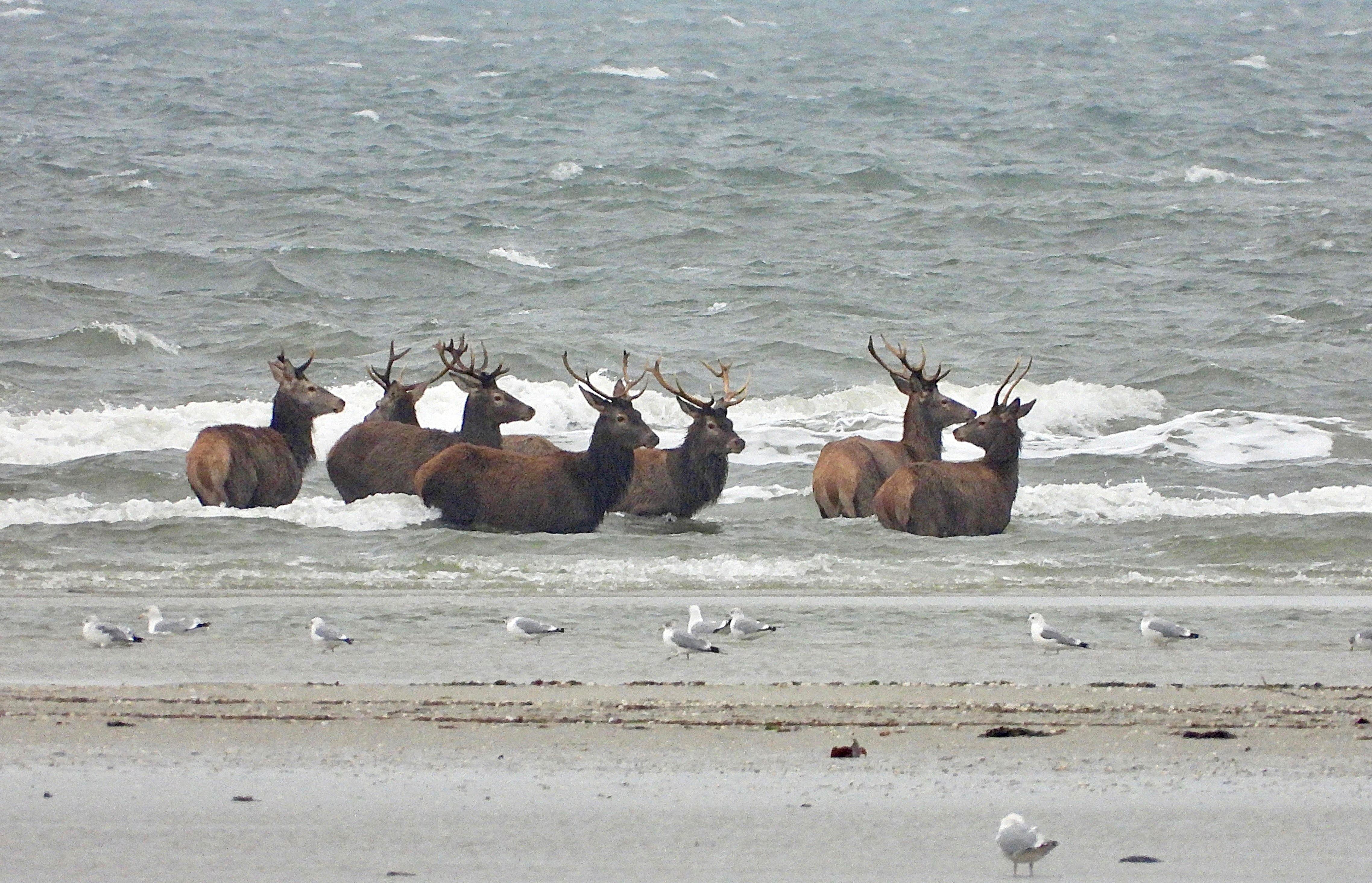 Hjorte Asbjørn Berg Jensen 4.jpg