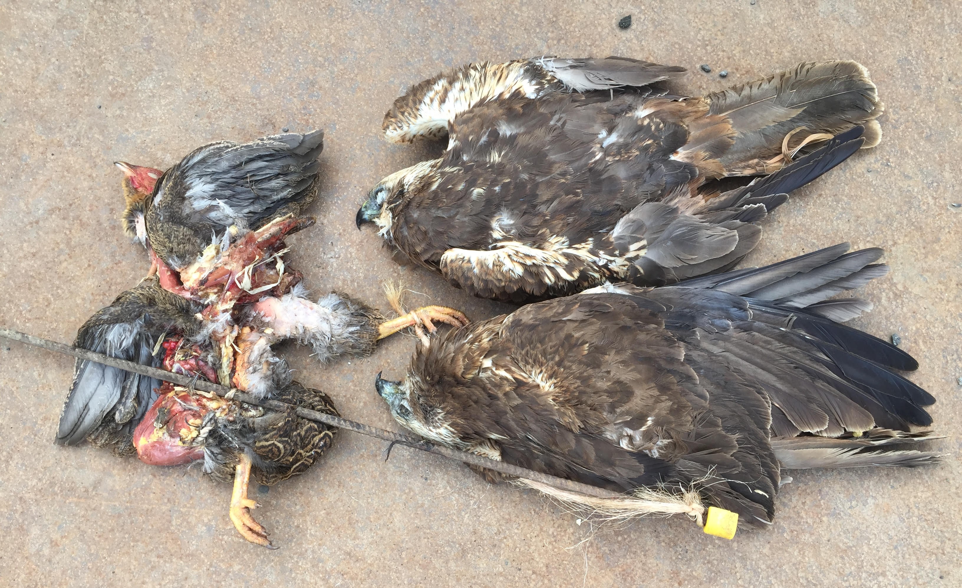 Foto Jens Gregersen.jpg