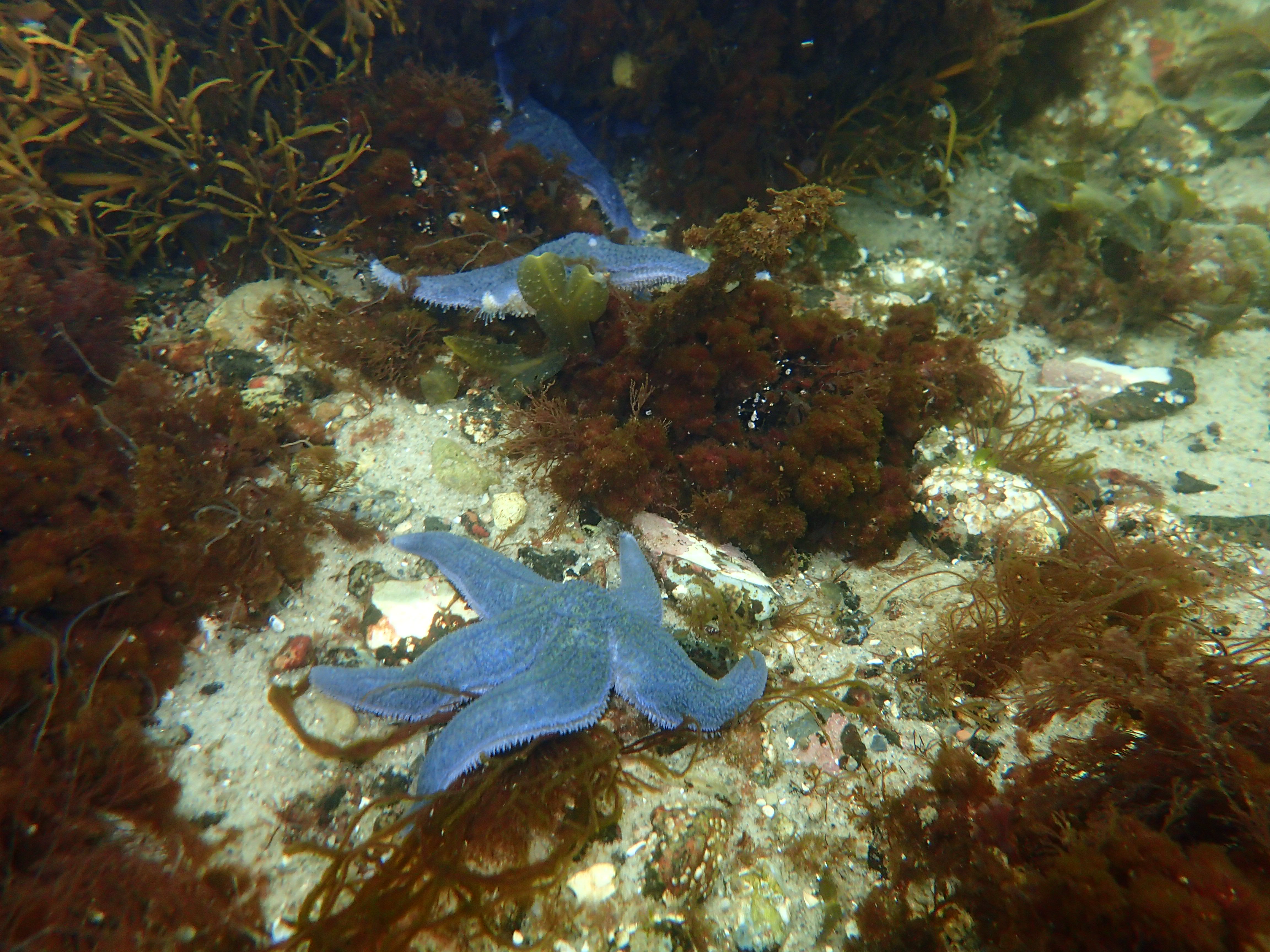 Collage - Under overfladen (4).JPG